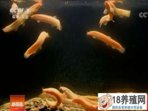 金泥鳅在重庆王涛的浑水中饲养
_水产养殖(养泥鳅的技巧)