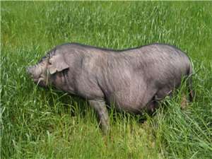 湖北:猪肉价格下跌，生猪库存增加