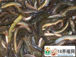 养殖泥鳅每亩利润1-2万元。台湾泥鳅繁殖效率高
_水产养殖(养泥鳅的技巧)