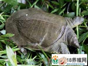 枫泾西农农业生态园海龟养殖基地三年探索与实践经验
_水产养殖(养甲鱼的技巧)