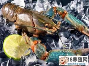 蓝龙虾意外死亡原因不明。当地专家前来帮忙
_水产养殖(养河虾的技巧)
