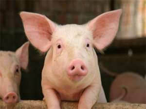 猪肉连续上涨8周，猪的价格真的迎来了拐点。可能明年上半年？