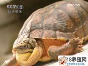 宋武，一匹50万元的龟马，靠养乌龟发家
_水产养殖(养乌龟的技巧)