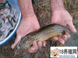 泥鳅养殖中五种常见疾病的防治
_水产养殖(养泥鳅的技巧)