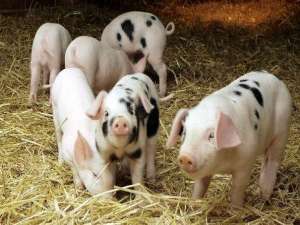 为什么猪场免疫不好？养猪户必须知道的疫苗知识