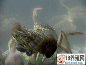 90年代后的重庆武隆，夏凡山顶养的螃蟹年销量600万只
_水产养殖(养河蟹的技巧)