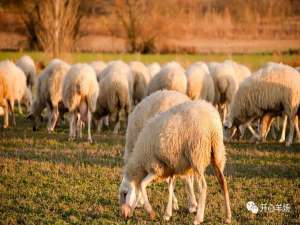 养羊如何选择饲料？不同饲料的不同功能