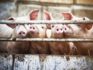 屠宰了4000头猪，越南第一次允许进口猪！