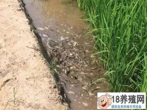在稻田建养殖池，每亩增加1000元米泥鳅！
_水产养殖(养泥鳅的技巧)
