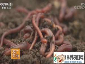 刘芳养殖蚯蚓的循环经济
_昆虫养殖(养蚯蚓的技巧)