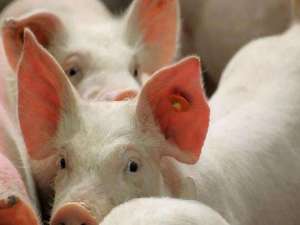 湖南:除种猪和继续饲养的仔猪外，其他省份的猪转移暂停