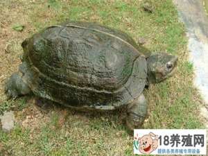 亚洲巨龟的养殖方法
_水产养殖(养乌龟的技巧)