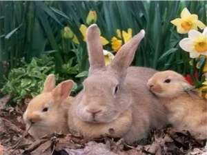 兔子妈妈在春天应该注意什么