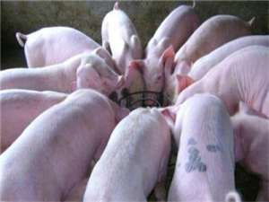 生猪市场调查:问题持续解决，养猪致富效果明显