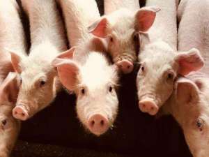 江西:7家企业复产，年增猪39.4万头。环境影响评估的批准将加速养猪业的发展