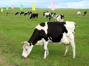 奶牛泌乳阶段的划分、泌乳奶牛的饲养管理