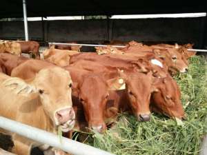 当心牛风湿，冬天养牛的时候牛风湿和关节炎的区别！