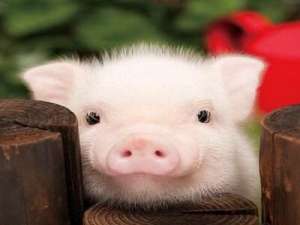 猪是高贵的，市场等于50元。农民很惊讶！