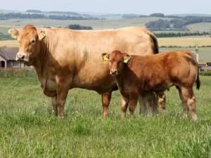 牛遗传育种创新团队发现了调节肉牛净肉重的新基因