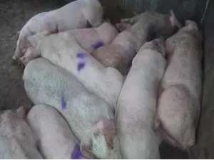 除了非瘟疫，这些疾病在春季的养猪场也是最常见的！