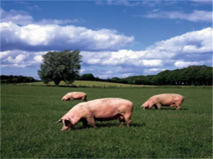 猪肉价格正在飙升。春节前要不要存点肉？