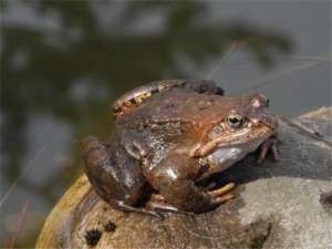 如何在石蛙繁殖？石蛙的生活习惯是什么？