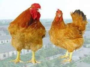 三亚市禁止畜禽养殖区域“年底清理完毕”