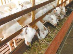 内蒙古:百亿级肉羊产业亟待升级