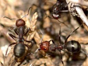 蚂蚁人工繁殖技术