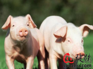 优化“种猪”产业赢得转机