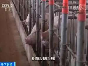 建养猪场出现在广西广东！养家糊口:节约土地和担忧