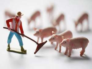 养猪机械化有助于北京恢复生产和产业升级