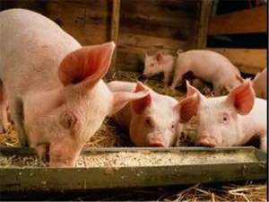 两个节日期间猪价会涨吗？养猪业复产效果超出预期！
