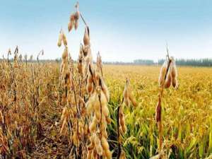 大豆如何影响经济:粮食危机和大豆战争