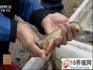 适应市场养台湾省泥鳅长得快见效快！
_水产养殖(养泥鳅的技巧)
