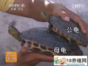 中国花龟养殖技术视频
_水产养殖(养乌龟的技巧)