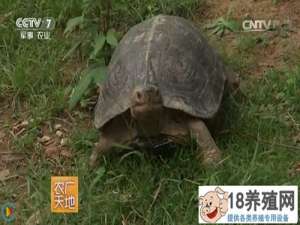 亚洲巨型陆龟的养殖方法
_水产养殖(养乌龟的技巧)
