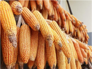 玉米市场会一直保持负值吗？