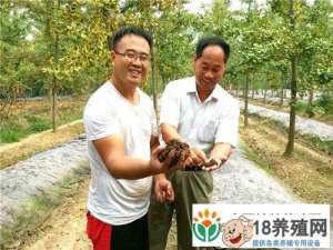 在一个年轻人的树下养蚯蚓的净利润是1万元
_昆虫养殖(养蚯蚓的技巧)
