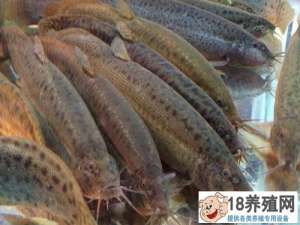泥鳅多少钱一斤？2019年初，台湾泥鳅跌入低价
_水产养殖(养泥鳅的技巧)