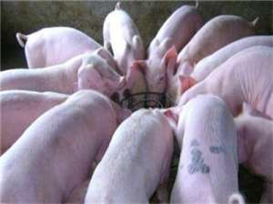 养猪的合理分组和分组方法