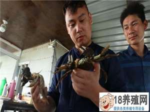 湖州的卢英峰靠扔螃蟹赚钱，一只大闸蟹卖到了160元！
_水产养殖(养河蟹的技巧)