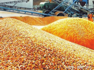 备货后，2月份玉米豆粕阶段性回调已定在2021年