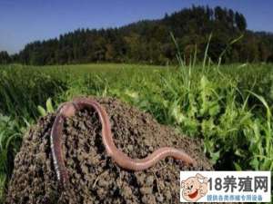 小蚯蚓应用广泛，蚯蚓养殖在生态农业中的三大应用
_昆虫养殖(养蚯蚓的技巧)