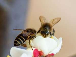 不同种类蜜蜂的定义，如何区分蜂后、工蜂、雄蜂？