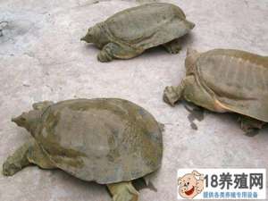 青山绿水养生态龟。一只海龟在6年内发展了一个价值10亿美元的产业
_水产养殖(养甲鱼的技巧)