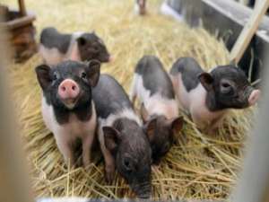 如何减少猪场的“弱窝”，提高养猪效率！