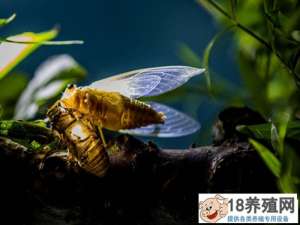 金蝉养殖:从卵到成虫需要3-6年
_昆虫养殖(养金蝉的技巧)