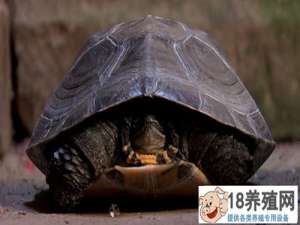 下岗工人邓德明养的“臭乌龟”，年销售额超1亿元(20150203)
_水产养殖(养乌龟的技巧)