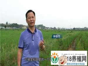 钟不用化肥和药物种植水稻。一亩地年收入一万元
_水产养殖(养甲鱼的技巧)